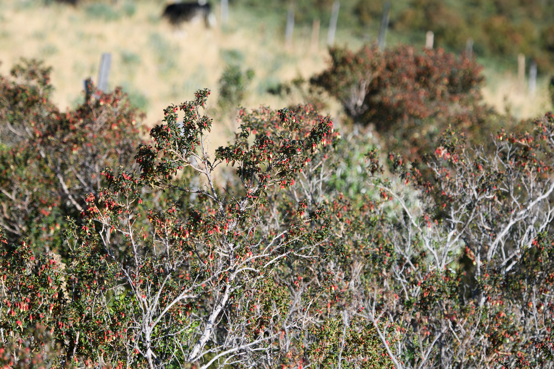Brachyotum ledifolium, Antisana Ecological Reserve, Ecuador Found at high altitude: ~3,500m. Antisana Ecological Reserve,Brachyotum ledifolium,Ecuador,Ecuador 2021,Geotagged,P&aacute;ramo,South America,Spring,World
