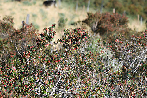 Brachyotum ledifolium, Antisana Ecological Reserve, Ecuador Found at high altitude: ~3,500m. Antisana Ecological Reserve,Brachyotum ledifolium,Ecuador,Ecuador 2021,Geotagged,Páramo,South America,Spring,World