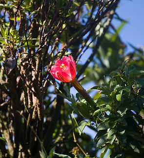 Passiflora mixta, Antisana Ecological Reserve, Ecuador  Antisana Ecological Reserve,Ecuador,Ecuador 2021,Geotagged,Passiflora mixta,P&aacute;ramo,South America,Spring,World