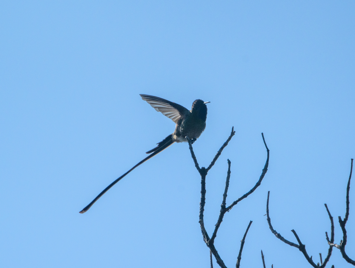 Black-tailed trainbearer - male, Antisana Ecological Reserve, Ecuador Against the light but it's give a view of the proportions of its body to tail. Antisana Ecological Reserve,Black-tailed trainbearer,Ecuador,Ecuador 2021,Geotagged,Lesbia victoriae,South America,Spring,World