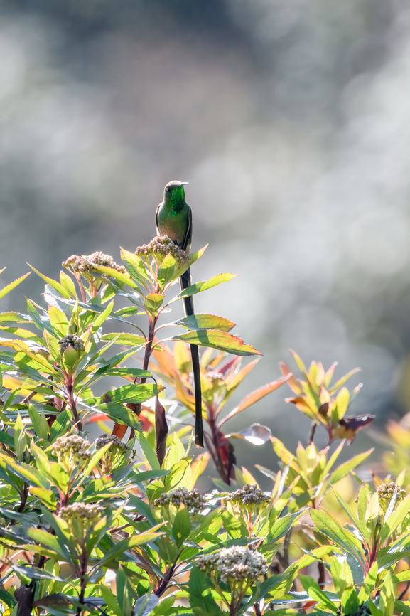 Black-tailed trainbearer - male perched, Antisana Ecological Reserve, Ecuador  Antisana Ecological Reserve,Black-tailed trainbearer,Ecuador,Ecuador 2021,Geotagged,Lesbia victoriae,South America,Spring,World