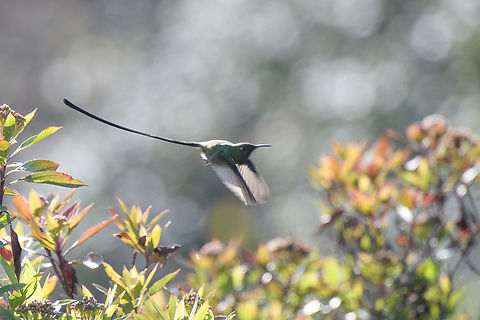 Black-tailed trainbearer - male in flight, Antisana Ecological Reserve, Ecuador Very blurry but it gives an idea of how these rockets fly. Antisana Ecological Reserve,Black-tailed trainbearer,Ecuador,Ecuador 2021,Geotagged,Lesbia victoriae,South America,Spring,World