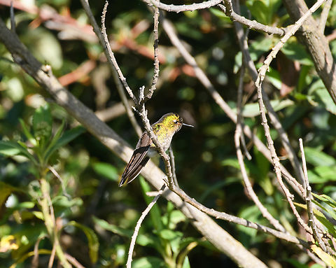 Tyrian metaltail, Antisana Ecological Reserve, Ecuador The female, I think. Antisana Ecological Reserve,Ecuador,Ecuador 2021,Geotagged,Metallura tyrianthina,South America,Spring,Tyrian metaltail,World