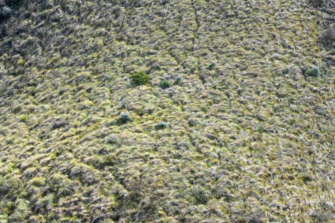 Grasses at Antisana Ecological Reserve, Ecuador Scenic impression. Antisana Ecological Reserve,Ecuador,Ecuador 2021,Geotagged,Páramo,South America,Spring,World