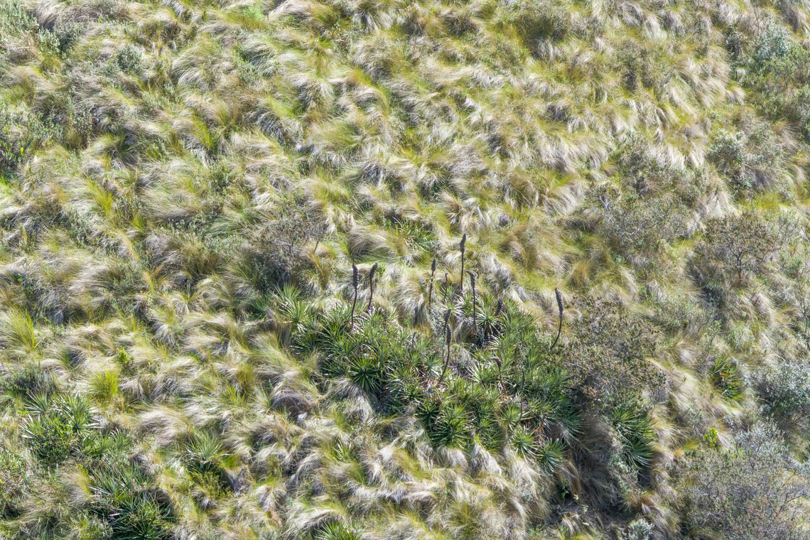 Puya glomerifera, Antisana Ecological Reserve, Ecuador An exclusive P&aacute;ramo plant endemic to Ecuador.<br />
<figure class="photo"><a href="https://www.jungledragon.com/image/129849/puya_glomerifera_-_closeup_antisana_ecological_reserve_ecuador.html" title="Puya glomerifera - closeup, Antisana Ecological Reserve, Ecuador"><img src="https://s3.amazonaws.com/media.jungledragon.com/images/2/129849_thumb.jpg?AWSAccessKeyId=05GMT0V3GWVNE7GGM1R2&Expires=1769040010&Signature=8gmaBSZ2ZTyz8dgm%2FGQrpweUcXc%3D" width="200" height="134" alt="Puya glomerifera - closeup, Antisana Ecological Reserve, Ecuador An exclusive P&aacute;ramo plant endemic to Ecuador.<br />
https://www.jungledragon.com/image/129848/puya_glomerifera_antisana_ecological_reserve_ecuador.html Antisana Ecological Reserve,Ecuador,Ecuador 2021,Geotagged,Puya glomerifera,P&aacute;ramo,South America,Spring,World" /></a></figure> Antisana Ecological Reserve,Ecuador,Ecuador 2021,Geotagged,Puya glomerifera,P&aacute;ramo,South America,Spring,World