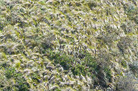 Puya glomerifera, Antisana Ecological Reserve, Ecuador An exclusive P&aacute;ramo plant endemic to Ecuador.<br />
https://www.jungledragon.com/image/129849/puya_glomerifera_-_closeup_antisana_ecological_reserve_ecuador.html Antisana Ecological Reserve,Ecuador,Ecuador 2021,Geotagged,Puya glomerifera,P&aacute;ramo,South America,Spring,World