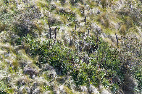 Puya glomerifera - closeup, Antisana Ecological Reserve, Ecuador An exclusive Páramo plant endemic to Ecuador.
https://www.jungledragon.com/image/129848/puya_glomerifera_antisana_ecological_reserve_ecuador.html Antisana Ecological Reserve,Ecuador,Ecuador 2021,Geotagged,Puya glomerifera,Páramo,South America,Spring,World
