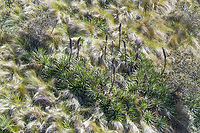 Puya glomerifera - closeup, Antisana Ecological Reserve, Ecuador An exclusive Páramo plant endemic to Ecuador.<br />
https://www.jungledragon.com/image/129848/puya_glomerifera_antisana_ecological_reserve_ecuador.html Antisana Ecological Reserve,Ecuador,Ecuador 2021,Geotagged,Puya glomerifera,Páramo,South America,Spring,World