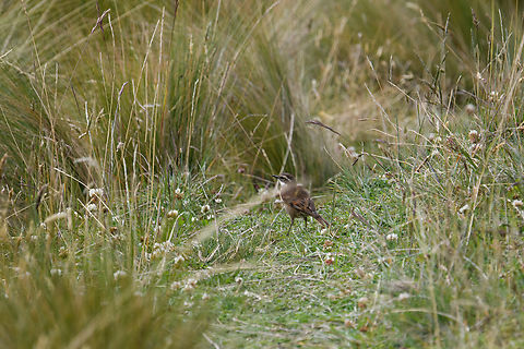 Stout-billed cinclodes, Antisana Ecological Reserve, Ecuador  Antisana Ecological Reserve,Cinclodes excelsior,Ecuador,Ecuador 2021,Geotagged,South America,Spring,Stout-billed cinclodes,World