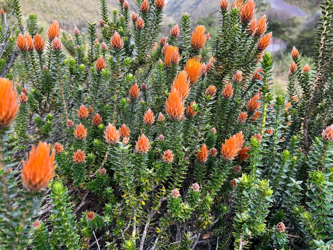 Flower of the Andes - closeup, Antisana Ecological Reserve, Ecuador <figure class="photo"><a href="https://www.jungledragon.com/image/129852/flower_of_the_andes_antisana_ecological_reserve_ecuador.html" title="Flower of the Andes, Antisana Ecological Reserve, Ecuador"><img src="https://s3.amazonaws.com/media.jungledragon.com/images/2/129852_thumb.jpg?AWSAccessKeyId=05GMT0V3GWVNE7GGM1R2&Expires=1769040010&Signature=X%2F%2FIMDbKY9ASFqjME6D7HAlFGAE%3D" width="152" height="152" alt="Flower of the Andes, Antisana Ecological Reserve, Ecuador https://www.jungledragon.com/image/129851/flower_of_the_andes_-_closeup_antisana_ecological_reserve_ecuador.html Antisana Ecological Reserve,Chuquiraga jussieui,Ecuador,Ecuador 2021,Flower of the Andes,Geotagged,South America,Spring,World" /></a></figure> Antisana Ecological Reserve,Chuquiraga jussieui,Ecuador,Ecuador 2021,Flower of the Andes,Geotagged,P&aacute;ramo,South America,Spring,World