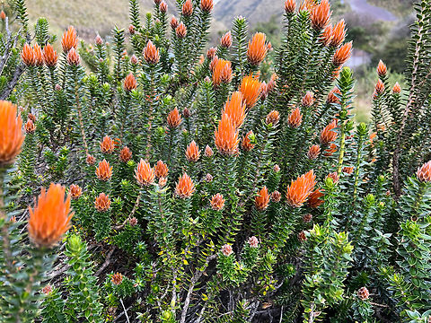 Flower of the Andes - closeup, Antisana Ecological Reserve, Ecuador https://www.jungledragon.com/image/129852/flower_of_the_andes_antisana_ecological_reserve_ecuador.html Antisana Ecological Reserve,Chuquiraga jussieui,Ecuador,Ecuador 2021,Flower of the Andes,Geotagged,Páramo,South America,Spring,World