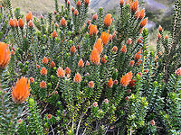 Flower of the Andes - closeup, Antisana Ecological Reserve, Ecuador https://www.jungledragon.com/image/129852/flower_of_the_andes_antisana_ecological_reserve_ecuador.html Antisana Ecological Reserve,Chuquiraga jussieui,Ecuador,Ecuador 2021,Flower of the Andes,Geotagged,Páramo,South America,Spring,World