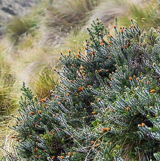 Flower of the Andes, Antisana Ecological Reserve, Ecuador https://www.jungledragon.com/image/129851/flower_of_the_andes_-_closeup_antisana_ecological_reserve_ecuador.html Antisana Ecological Reserve,Chuquiraga jussieui,Ecuador,Ecuador 2021,Flower of the Andes,Geotagged,South America,Spring,World