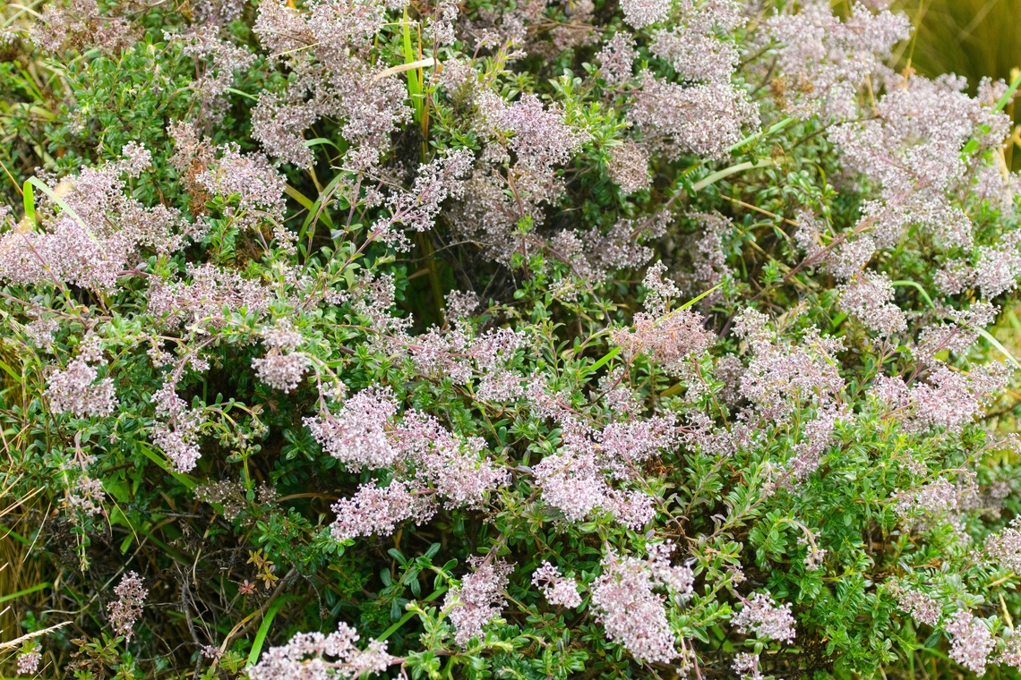 Valeriana microphylla, Antisana Ecological Reserve, Ecuador Tentative ID. Antisana Ecological Reserve,Ecuador,Ecuador 2021,Geotagged,Páramo,South America,Spring,Valeriana microphylla,World