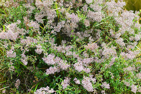 Valeriana microphylla, Antisana Ecological Reserve, Ecuador Tentative ID. Antisana Ecological Reserve,Ecuador,Ecuador 2021,Geotagged,Páramo,South America,Spring,Valeriana microphylla,World