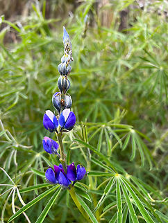 Lupinus angustifolius, Antisana Ecological Reserve, Ecuador Tentative species ID. Antisana Ecological Reserve,Ecuador,Ecuador 2021,Geotagged,Lupinus angustifolius,Narrow-leaved lupine,Páramo,South America,Spring,World