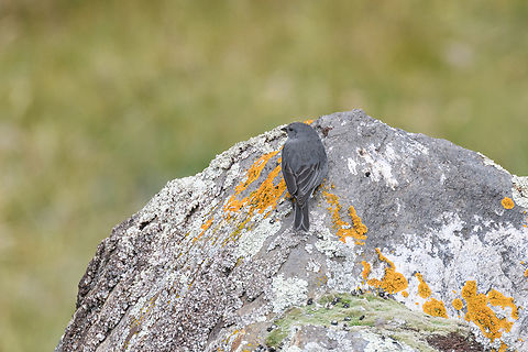 Plumbeous sierra finch, Antisana Ecological Reserve, Ecuador Male. Antisana Ecological Reserve,Ecuador,Ecuador 2021,Geotagged,Phrygilus unicolor,Plumbeous sierra finch,South America,Spring,World