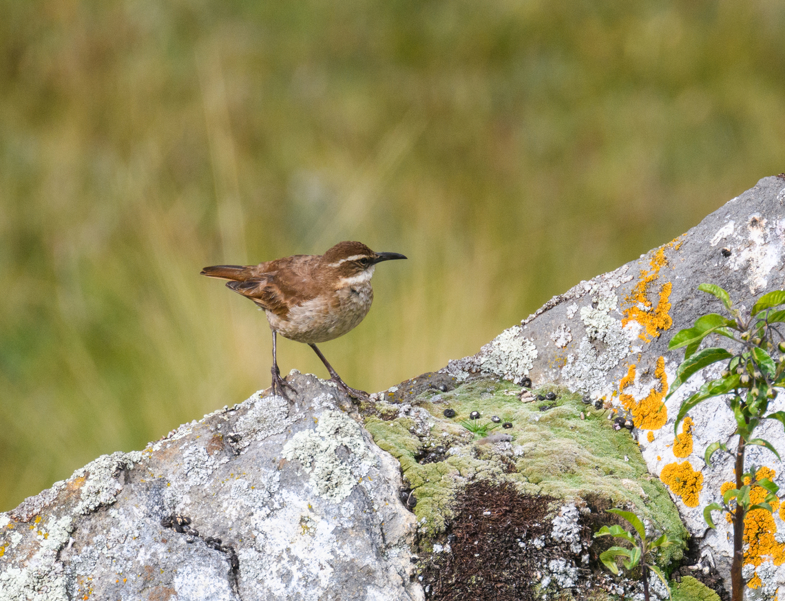 Stout-billed cinclodes on rock 3, Antisana Ecological Reserve, Ecuador <figure class="photo"><a href="https://www.jungledragon.com/image/129858/stout-billed_cinclodes_on_rock_antisana_ecological_reserve_ecuador.html" title="Stout-billed cinclodes on rock, Antisana Ecological Reserve, Ecuador"><img src="https://s3.amazonaws.com/media.jungledragon.com/images/2/129858_thumb.jpg?AWSAccessKeyId=05GMT0V3GWVNE7GGM1R2&Expires=1769040010&Signature=bTxXGk30OMrphhk6Zd7Yf2atdfc%3D" width="200" height="134" alt="Stout-billed cinclodes on rock, Antisana Ecological Reserve, Ecuador https://www.jungledragon.com/image/129857/stout-billed_cinclodes_on_rock_2_antisana_ecological_reserve_ecuador.html<br />
https://www.jungledragon.com/image/129856/stout-billed_cinclodes_on_rock_3_antisana_ecological_reserve_ecuador.html Antisana Ecological Reserve,Cinclodes excelsior,Ecuador,Ecuador 2021,Geotagged,South America,Spring,Stout-billed cinclodes,World" /></a></figure><br />
<figure class="photo"><a href="https://www.jungledragon.com/image/129857/stout-billed_cinclodes_on_rock_2_antisana_ecological_reserve_ecuador.html" title="Stout-billed cinclodes on rock 2, Antisana Ecological Reserve, Ecuador"><img src="https://s3.amazonaws.com/media.jungledragon.com/images/2/129857_thumb.jpg?AWSAccessKeyId=05GMT0V3GWVNE7GGM1R2&Expires=1769040010&Signature=FhKa9x%2FkcJ8M4eqe1zD2lwdrEN8%3D" width="200" height="150" alt="Stout-billed cinclodes on rock 2, Antisana Ecological Reserve, Ecuador https://www.jungledragon.com/image/129858/stout-billed_cinclodes_on_rock_antisana_ecological_reserve_ecuador.html<br />
https://www.jungledragon.com/image/129856/stout-billed_cinclodes_on_rock_3_antisana_ecological_reserve_ecuador.html Antisana Ecological Reserve,Cinclodes excelsior,Ecuador,Ecuador 2021,Geotagged,South America,Spring,Stout-billed cinclodes,World" /></a></figure> Antisana Ecological Reserve,Cinclodes excelsior,Ecuador,Ecuador 2021,Geotagged,South America,Spring,Stout-billed cinclodes,World