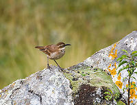 Stout-billed cinclodes on rock 3, Antisana Ecological Reserve, Ecuador https://www.jungledragon.com/image/129858/stout-billed_cinclodes_on_rock_antisana_ecological_reserve_ecuador.html<br />
https://www.jungledragon.com/image/129857/stout-billed_cinclodes_on_rock_2_antisana_ecological_reserve_ecuador.html Antisana Ecological Reserve,Cinclodes excelsior,Ecuador,Ecuador 2021,Geotagged,South America,Spring,Stout-billed cinclodes,World