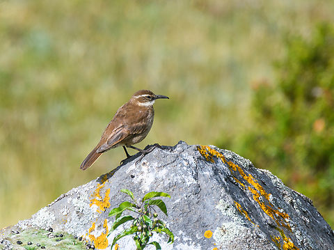Stout-billed cinclodes on rock 2, Antisana Ecological Reserve, Ecuador https://www.jungledragon.com/image/129858/stout-billed_cinclodes_on_rock_antisana_ecological_reserve_ecuador.html
https://www.jungledragon.com/image/129856/stout-billed_cinclodes_on_rock_3_antisana_ecological_reserve_ecuador.html Antisana Ecological Reserve,Cinclodes excelsior,Ecuador,Ecuador 2021,Geotagged,South America,Spring,Stout-billed cinclodes,World