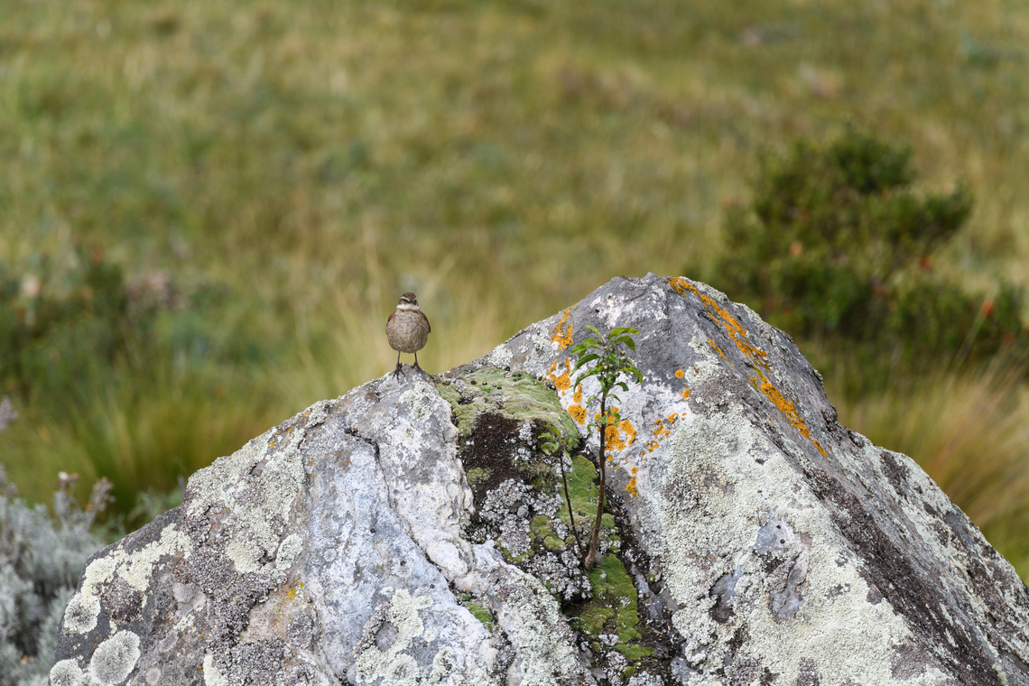 Stout-billed cinclodes on rock, Antisana Ecological Reserve, Ecuador <figure class="photo"><a href="https://www.jungledragon.com/image/129857/stout-billed_cinclodes_on_rock_2_antisana_ecological_reserve_ecuador.html" title="Stout-billed cinclodes on rock 2, Antisana Ecological Reserve, Ecuador"><img src="https://s3.amazonaws.com/media.jungledragon.com/images/2/129857_thumb.jpg?AWSAccessKeyId=05GMT0V3GWVNE7GGM1R2&Expires=1759968010&Signature=OGdAyabERWVkEoWsGICJJpdRSRg%3D" width="200" height="150" alt="Stout-billed cinclodes on rock 2, Antisana Ecological Reserve, Ecuador https://www.jungledragon.com/image/129858/stout-billed_cinclodes_on_rock_antisana_ecological_reserve_ecuador.html<br />
https://www.jungledragon.com/image/129856/stout-billed_cinclodes_on_rock_3_antisana_ecological_reserve_ecuador.html Antisana Ecological Reserve,Cinclodes excelsior,Ecuador,Ecuador 2021,Geotagged,South America,Spring,Stout-billed cinclodes,World" /></a></figure><br />
<figure class="photo"><a href="https://www.jungledragon.com/image/129856/stout-billed_cinclodes_on_rock_3_antisana_ecological_reserve_ecuador.html" title="Stout-billed cinclodes on rock 3, Antisana Ecological Reserve, Ecuador"><img src="https://s3.amazonaws.com/media.jungledragon.com/images/2/129856_thumb.jpg?AWSAccessKeyId=05GMT0V3GWVNE7GGM1R2&Expires=1759968010&Signature=5CRLoYB%2BykLd30kEVX3bzIFLMmc%3D" width="200" height="154" alt="Stout-billed cinclodes on rock 3, Antisana Ecological Reserve, Ecuador https://www.jungledragon.com/image/129858/stout-billed_cinclodes_on_rock_antisana_ecological_reserve_ecuador.html<br />
https://www.jungledragon.com/image/129857/stout-billed_cinclodes_on_rock_2_antisana_ecological_reserve_ecuador.html Antisana Ecological Reserve,Cinclodes excelsior,Ecuador,Ecuador 2021,Geotagged,South America,Spring,Stout-billed cinclodes,World" /></a></figure> Antisana Ecological Reserve,Cinclodes excelsior,Ecuador,Ecuador 2021,Geotagged,South America,Spring,Stout-billed cinclodes,World