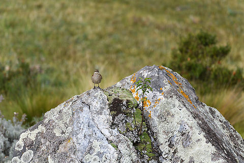 Stout-billed cinclodes on rock, Antisana Ecological Reserve, Ecuador https://www.jungledragon.com/image/129857/stout-billed_cinclodes_on_rock_2_antisana_ecological_reserve_ecuador.html
https://www.jungledragon.com/image/129856/stout-billed_cinclodes_on_rock_3_antisana_ecological_reserve_ecuador.html Antisana Ecological Reserve,Cinclodes excelsior,Ecuador,Ecuador 2021,Geotagged,South America,Spring,Stout-billed cinclodes,World