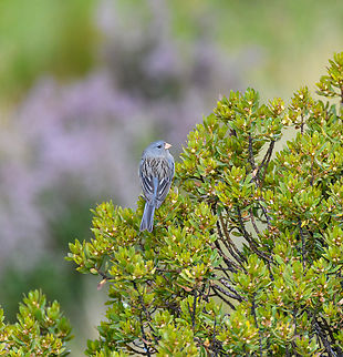 Plain-colored seedeater - closeup, Antisana Ecological Reserve, Ecuador https://www.jungledragon.com/image/129861/plain-colored_seedeater_antisana_ecological_reserve_ecuador.html Antisana Ecological Reserve,Catamenia inornata,Ecuador,Ecuador 2021,Geotagged,Plain-colored seedeater,South America,Spring,World