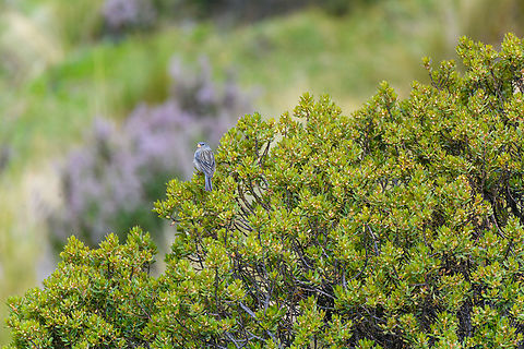 Plain-colored seedeater, Antisana Ecological Reserve, Ecuador https://www.jungledragon.com/image/129860/plain-colored_seedeater_-_closeup_antisana_ecological_reserve_ecuador.html Antisana Ecological Reserve,Catamenia inornata,Ecuador,Ecuador 2021,Geotagged,Plain-colored seedeater,South America,Spring,World
