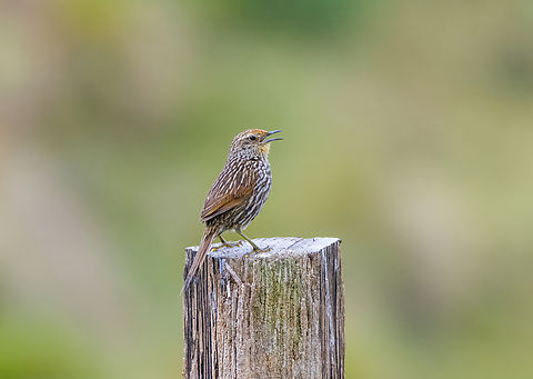 Many-striped canastero - singing, Antisana Ecological Reserve, Ecuador A high altitude bird. In Ecuador, found at 3,000 - 4,200m.
https://www.jungledragon.com/image/129863/many-striped_canastero_antisana_ecological_reserve_ecuador.html Antisana Ecological Reserve,Asthenes flammulata,Ecuador,Ecuador 2021,Geotagged,Many-striped canastero,South America,Spring,World