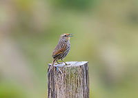 Many-striped canastero - singing, Antisana Ecological Reserve, Ecuador A high altitude bird. In Ecuador, found at 3,000 - 4,200m.<br />
https://www.jungledragon.com/image/129863/many-striped_canastero_antisana_ecological_reserve_ecuador.html Antisana Ecological Reserve,Asthenes flammulata,Ecuador,Ecuador 2021,Geotagged,Many-striped canastero,South America,Spring,World