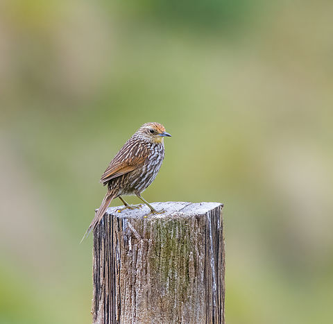 Many-striped canastero, Antisana Ecological Reserve, Ecuador A high altitude bird. In Ecuador, found at 3,000 - 4,200m.
https://www.jungledragon.com/image/129862/many-striped_canastero_-_singing_antisana_ecological_reserve_ecuador.html Antisana Ecological Reserve,Asthenes flammulata,Ecuador,Ecuador 2021,Geotagged,Many-striped canastero,South America,Spring,World