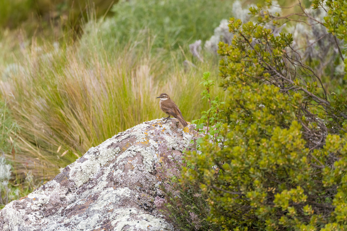 Stout-billed cinclodes in habitat, Antisana Ecological Reserve, Ecuador  Antisana Ecological Reserve,Cinclodes excelsior,Ecuador,Ecuador 2021,Geotagged,South America,Spring,Stout-billed cinclodes,World