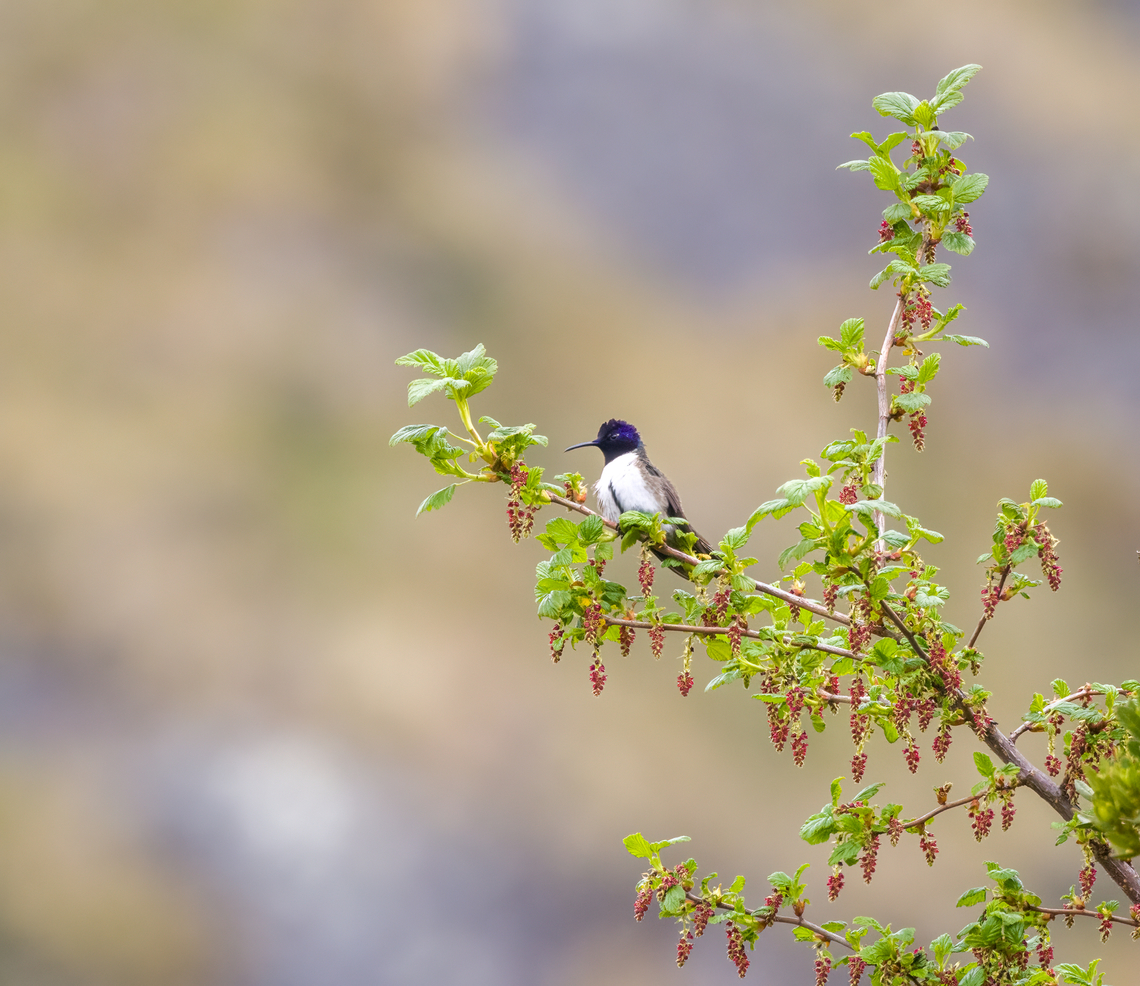 Ecuadorian hillstar, Antisana Ecological Reserve, Ecuador A *very* high altitude hummingbird. Antisana Ecological Reserve,Ecuador,Ecuador 2021,Ecuadorian hillstar,Geotagged,Oreotrochilus chimborazo,South America,Spring,World