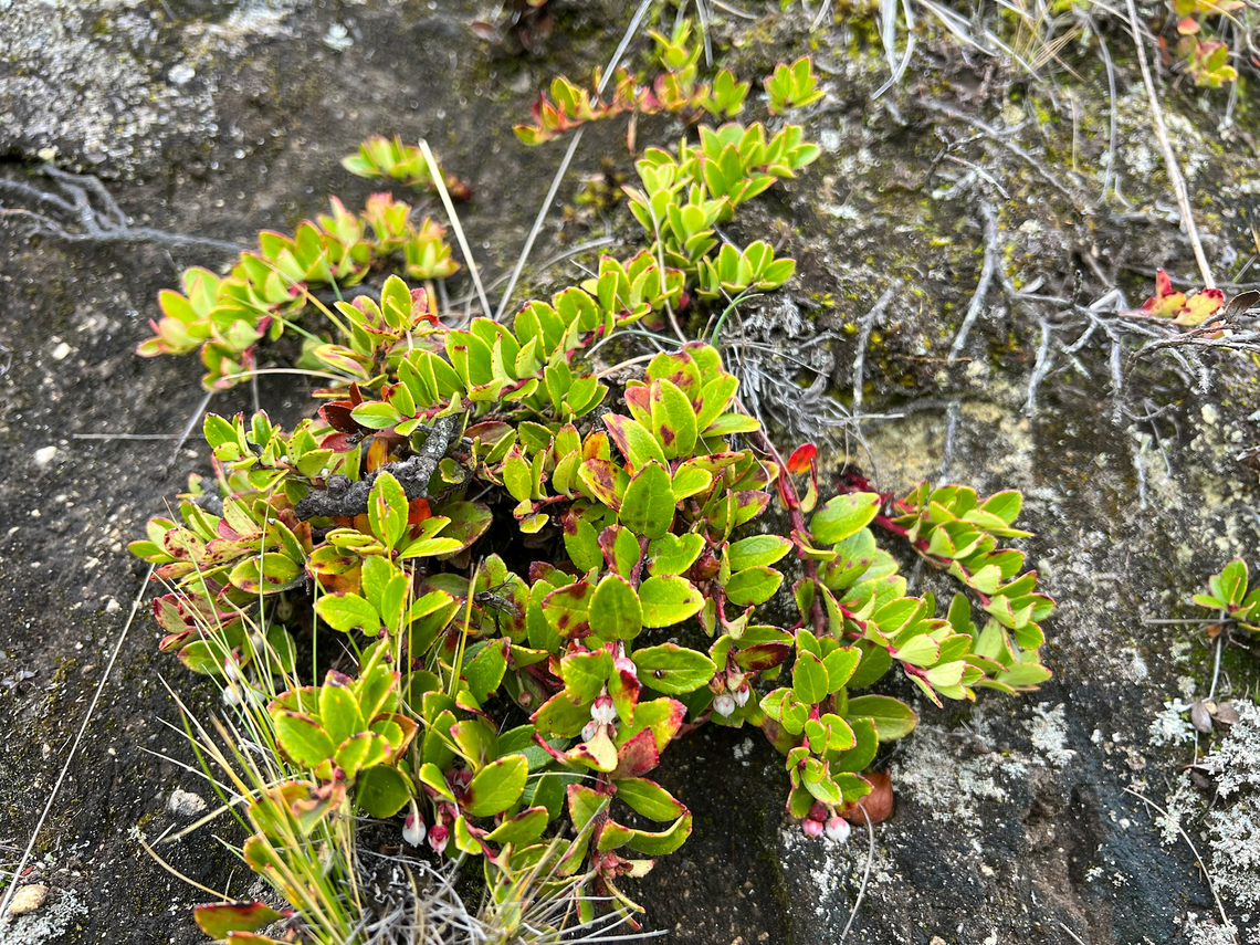Unknown Páramo plant, Antisana Ecological Reserve, Ecuador  Antisana Ecological Reserve,Ecuador,Ecuador 2021,Geotagged,Páramo,South America,Spring,World