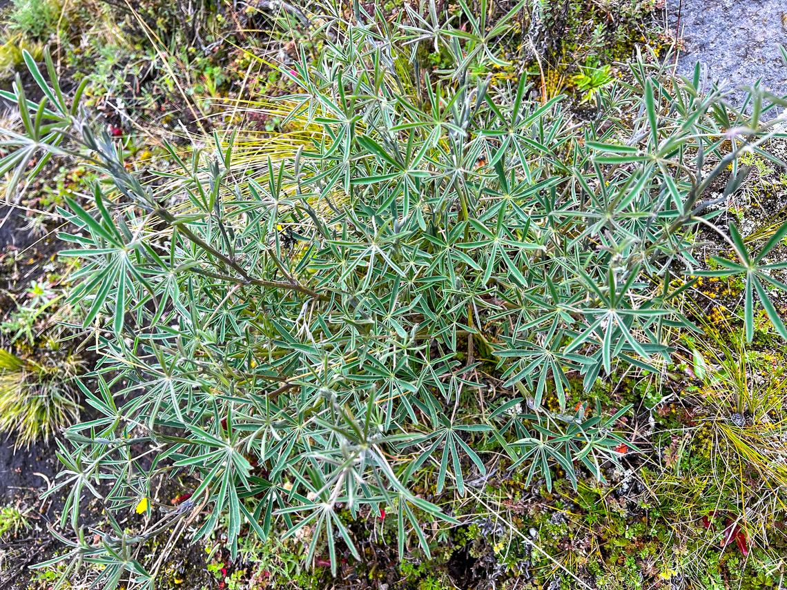 Lupinus sp., Antisana Ecological Reserve, Ecuador  Antisana Ecological Reserve,Ecuador,Ecuador 2021,Geotagged,Páramo,South America,Spring,World