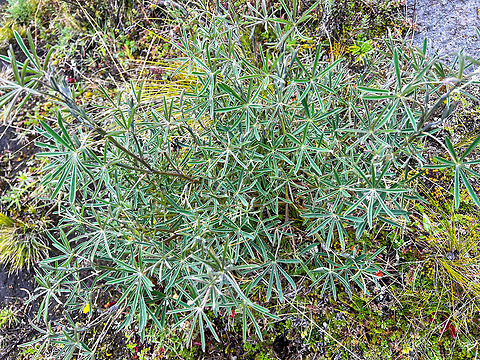 Lupinus sp., Antisana Ecological Reserve, Ecuador  Antisana Ecological Reserve,Ecuador,Ecuador 2021,Geotagged,Páramo,South America,Spring,World