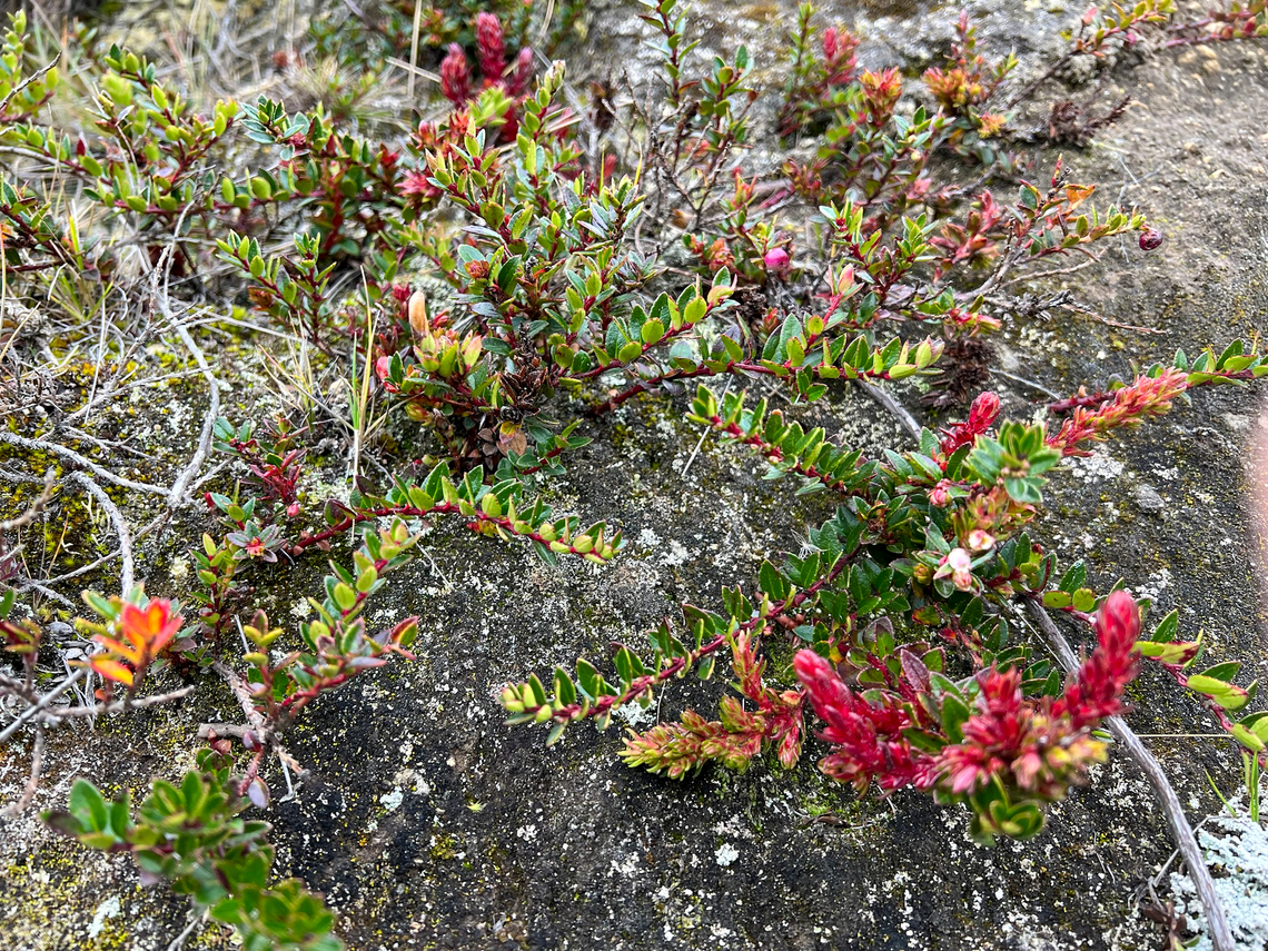 Gaultheria myrsinoides, Antisana Ecological Reserve, Ecuador  Antisana Ecological Reserve,Ecuador,Ecuador 2021,Gaultheria myrsinoides,Geotagged,Páramo,South America,Spring,World