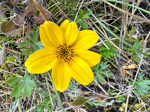 Bidens triplinervia, Antisana Ecological Reserve, Ecuador  Antisana Ecological Reserve,Bidens triplinervia,Ecuador,Ecuador 2021,Geotagged,Páramo,South America,Spring,World