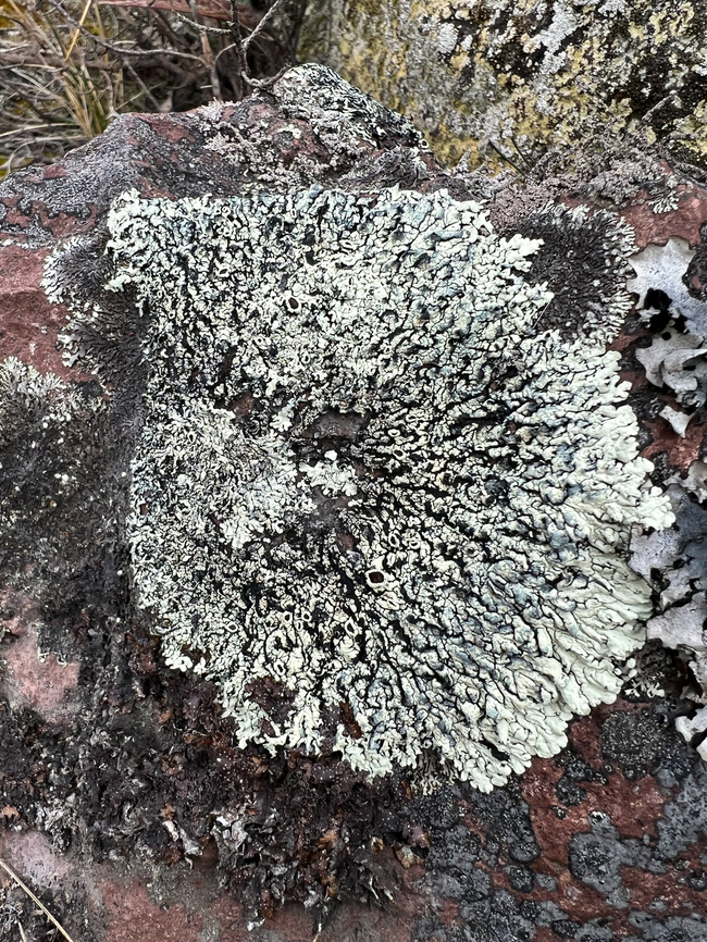 Páramo lichen (Parmeliaceae), Antisana Ecological Reserve, Ecuador  Antisana Ecological Reserve,Ecuador,Ecuador 2021,Geotagged,Páramo,South America,Spring,World