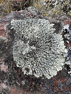 Páramo lichen (Parmeliaceae), Antisana Ecological Reserve, Ecuador  Antisana Ecological Reserve,Ecuador,Ecuador 2021,Geotagged,Páramo,South America,Spring,World