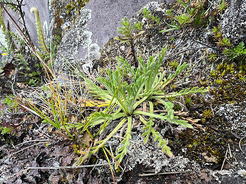 Unknown Páramo plant, Antisana Ecological Reserve, Ecuador  Antisana Ecological Reserve,Ecuador,Ecuador 2021,Geotagged,Páramo,South America,Spring,World