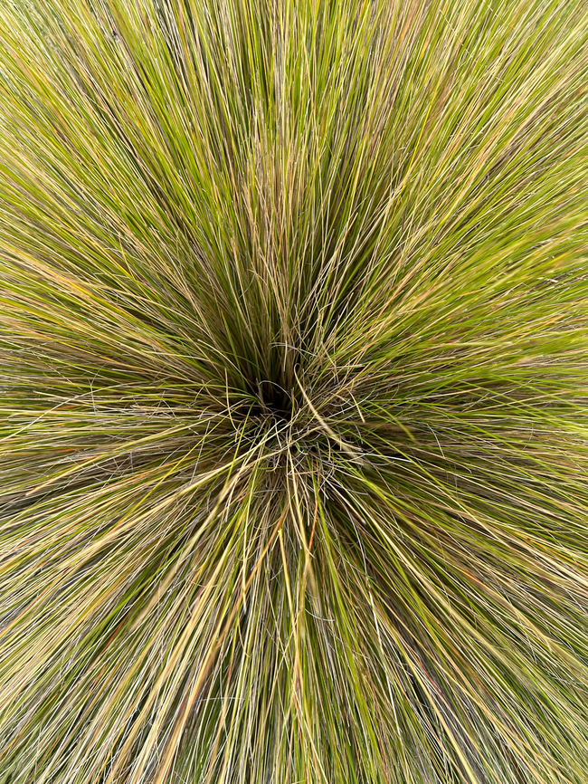 Calamagrostis effusa - closeup, Antisana Ecological Reserve, Ecuador <figure class="photo"><a href="https://www.jungledragon.com/image/129879/calamagrostis_effusa_antisana_ecological_reserve_ecuador.html" title="Calamagrostis effusa, Antisana Ecological Reserve, Ecuador"><img src="https://s3.amazonaws.com/media.jungledragon.com/images/2/129879_thumb.jpg?AWSAccessKeyId=05GMT0V3GWVNE7GGM1R2&Expires=1769040010&Signature=74Sqg%2FY1n7ukc7kBT3o7jboK%2FDg%3D" width="114" height="152" alt="Calamagrostis effusa, Antisana Ecological Reserve, Ecuador https://www.jungledragon.com/image/129878/calamagrostis_effusa_-_closeup_antisana_ecological_reserve_ecuador.html Antisana Ecological Reserve,Calamagrostis effusa,Ecuador,Ecuador 2021,Geotagged,P&aacute;ramo,South America,Spring,World" /></a></figure> Antisana Ecological Reserve,Calamagrostis effusa,Ecuador,Ecuador 2021,Geotagged,P&aacute;ramo,South America,Spring,World