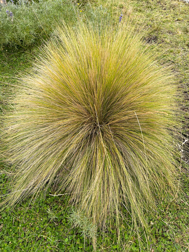 Calamagrostis effusa, Antisana Ecological Reserve, Ecuador <figure class="photo"><a href="https://www.jungledragon.com/image/129878/calamagrostis_effusa_-_closeup_antisana_ecological_reserve_ecuador.html" title="Calamagrostis effusa - closeup, Antisana Ecological Reserve, Ecuador"><img src="https://s3.amazonaws.com/media.jungledragon.com/images/2/129878_thumb.jpg?AWSAccessKeyId=05GMT0V3GWVNE7GGM1R2&Expires=1769040010&Signature=am4QZlBG6PZWUeMRN6IPiAA7gW4%3D" width="114" height="152" alt="Calamagrostis effusa - closeup, Antisana Ecological Reserve, Ecuador https://www.jungledragon.com/image/129879/calamagrostis_effusa_antisana_ecological_reserve_ecuador.html Antisana Ecological Reserve,Calamagrostis effusa,Ecuador,Ecuador 2021,Geotagged,P&aacute;ramo,South America,Spring,World" /></a></figure> Antisana Ecological Reserve,Calamagrostis effusa,Ecuador,Ecuador 2021,Geotagged,P&aacute;ramo,South America,Spring,World