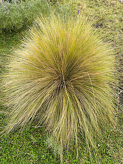 Calamagrostis effusa, Antisana Ecological Reserve, Ecuador https://www.jungledragon.com/image/129878/calamagrostis_effusa_-_closeup_antisana_ecological_reserve_ecuador.html Antisana Ecological Reserve,Calamagrostis effusa,Ecuador,Ecuador 2021,Geotagged,Páramo,South America,Spring,World