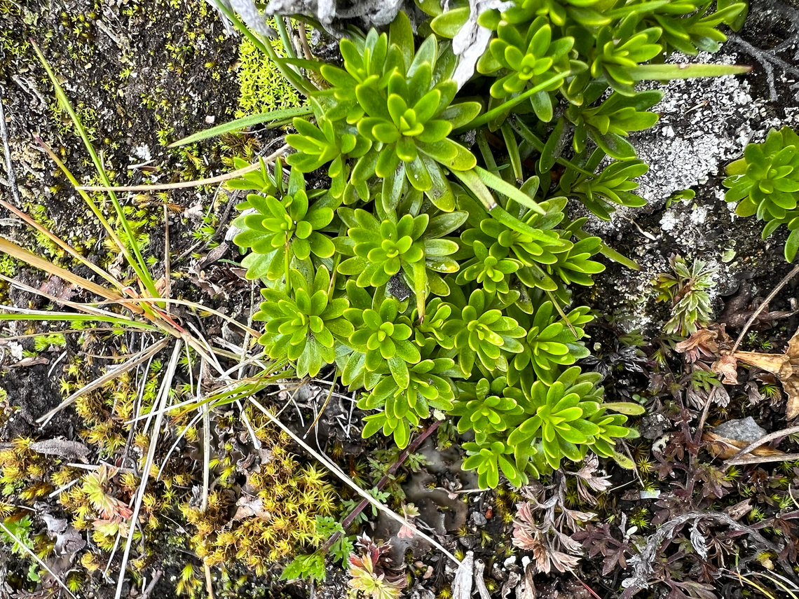 Gentianella , Antisana Ecological Reserve, Ecuador  Antisana Ecological Reserve,Ecuador,Ecuador 2021,Geotagged,P&aacute;ramo,South America,Spring,World