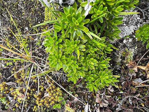 Gentianella , Antisana Ecological Reserve, Ecuador  Antisana Ecological Reserve,Ecuador,Ecuador 2021,Geotagged,Páramo,South America,Spring,World