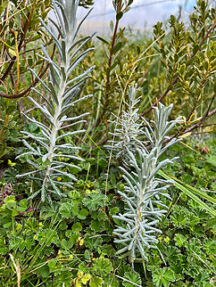Unknown P&aacute;ramo plant, Antisana Ecological Reserve, Ecuador  Antisana Ecological Reserve,Ecuador,Ecuador 2021,Geotagged,P&aacute;ramo,South America,Spring,World