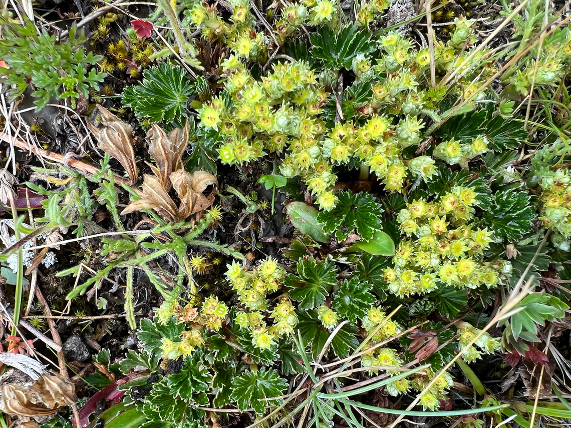Alchemilla orbiculata - closeup, Antisana Ecological Reserve, Ecuador <figure class="photo"><a href="https://www.jungledragon.com/image/129890/alchemilla_orbiculata_antisana_ecological_reserve_ecuador.html" title="Alchemilla orbiculata, Antisana Ecological Reserve, Ecuador"><img src="https://s3.amazonaws.com/media.jungledragon.com/images/2/129890_thumb.jpg?AWSAccessKeyId=05GMT0V3GWVNE7GGM1R2&Expires=1770854410&Signature=jbVCaIqJkW6iV3EFzZ6UoAf4Mik%3D" width="114" height="152" alt="Alchemilla orbiculata, Antisana Ecological Reserve, Ecuador https://www.jungledragon.com/image/129882/alchemilla_orbiculata_-_closeup_antisana_ecological_reserve_ecuador.html Alchemilla orbiculata,Antisana Ecological Reserve,Ecuador,Ecuador 2021,Geotagged,P&aacute;ramo,South America,Spring,World" /></a></figure> Alchemilla orbiculata,Antisana Ecological Reserve,Ecuador,Ecuador 2021,Geotagged,P&aacute;ramo,South America,Spring,World