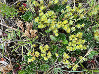 Alchemilla orbiculata - closeup, Antisana Ecological Reserve, Ecuador https://www.jungledragon.com/image/129890/alchemilla_orbiculata_antisana_ecological_reserve_ecuador.html Alchemilla orbiculata,Antisana Ecological Reserve,Ecuador,Ecuador 2021,Geotagged,P&aacute;ramo,South America,Spring,World