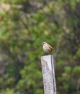 Chestnut-winged cinclodes, Antisana Ecological Reserve, Ecuador In the Ecuador birds app this species is still listed as the Bar-winged cinclodes, but all 3 subspecies of the Bar-winged cinclodes are now elevated to full species:

- Buff-winged cinclodes, Cinclodes fuscus
- Chestnut-winged cinclodes, Cinclodes albidiventris
- Cream-winged cinclodes, Cinclodes albiventris Antisana Ecological Reserve,Chestnut-winged cinclodes,Cinclodes albidiventris,Ecuador,Ecuador 2021,Geotagged,South America,Spring,World
